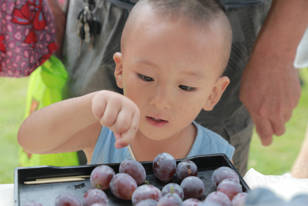 彭山葡萄节活动策划_葡萄节活动_城市节日活动策划_地方特色活动策划