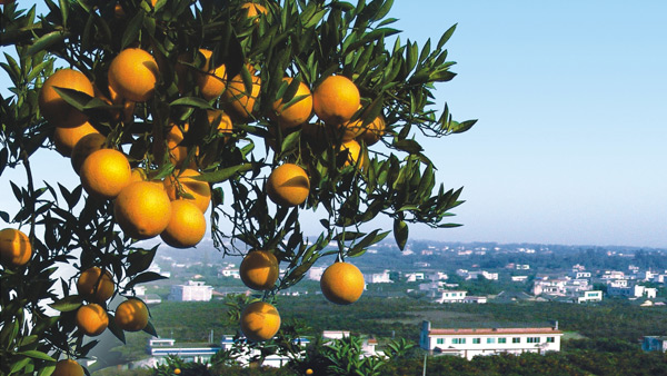 丹棱桔橙招商宣传画册设计